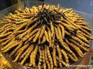 上门13699122227呼和浩特回收冬虫夏草海参燕窝东阿阿胶片仔癀安宫牛黄丸