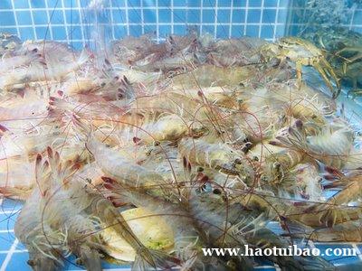 进口北极甜虾天津港代理报关门到门服务 进口北极甜虾天津港代理报关门到门服务