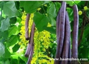 宁波港口进口中药材腊肠果报关清关代理及注意流程