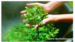 三千茶农茶叶的分店多吗 营销策划专业吗