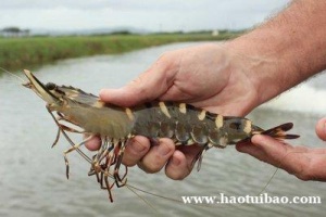 马来西亚黑虎虾天津港进口代理报关思路清晰价合理