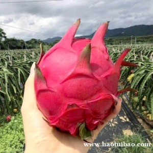 越南大火龙果香蕉水果天津港清关报关到港送货上门