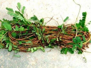 天津进口鸡骨草清关报关申报所需文件