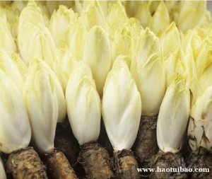 青岛进口食品芽球菊苣清关流程细节分享