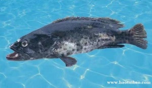 天津港进口冷冻石斑鱼清关报关申报所需文件