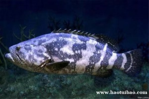 海鲜石斑鱼进口宁波港报关清关需要的资料文件