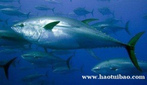 进口金鱼清关代理通关金玉兰所需资料