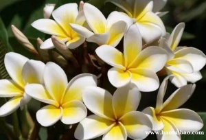 印尼鸡蛋花进口清关找中颖通达时效保障