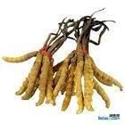 回收冬虫夏草13381455448收购发霉冬虫夏草