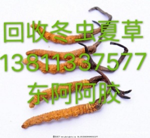 北京城市区街-道-路-村-屯-庄回收冬虫夏草-产地分布