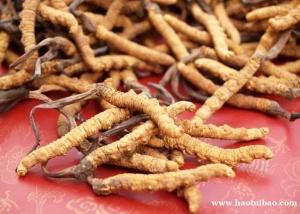 回收冬虫夏草13439830111收购西藏青海冬虫夏草