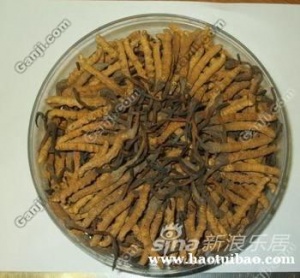 收购冬虫夏草13381455448回收发霉冬虫夏草