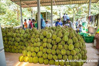 进口泰国榴莲介绍及青岛报关行清关流程 进口泰国榴莲介绍及青岛报关行清关流程