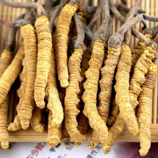 天津市回收冬虫夏草-按产地-规格-等级-干度-品相判断克价