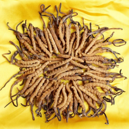 柳州市回收冬虫夏草-按产地-规格-等级-干度-品相判断克价
