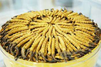 锡林郭勒回收冬虫夏草-按产地-规格-等级-干度-品相判断克价