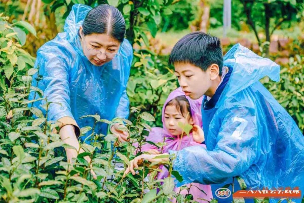苏州青少年社会实践户外拓展自然索春日亲采茶体验活动报名中