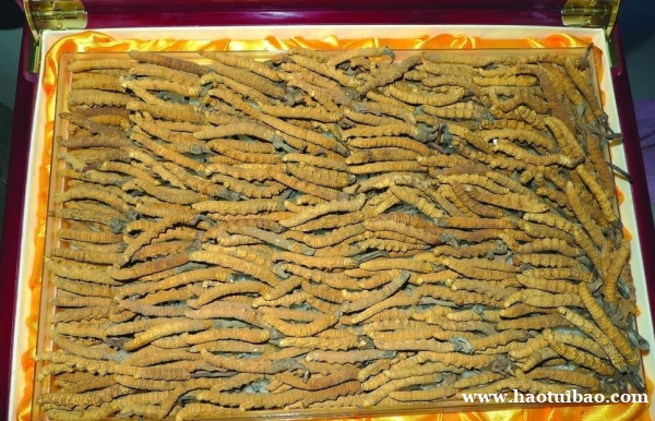 北京市社区回收礼品冬虫夏草1条1克1两1市斤1公斤价格 北京市社区回收礼品冬虫夏草1条1克1两1市斤1公斤价格