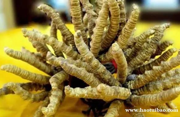 长春市社区回收礼品冬虫夏草1条1克1两1市斤1公斤价格 长春市社区回收礼品冬虫夏草1条1克1两1市斤1公斤价格