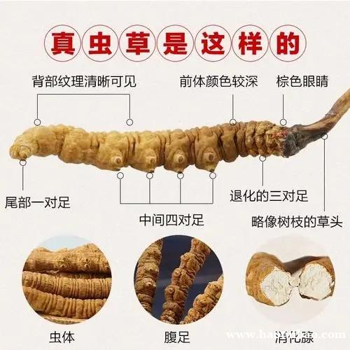 杭州市社区回收礼品冬虫夏草1条1克1两1市斤1公斤价格 杭州市社区回收礼品冬虫夏草1条1克1两1市斤1公斤价格