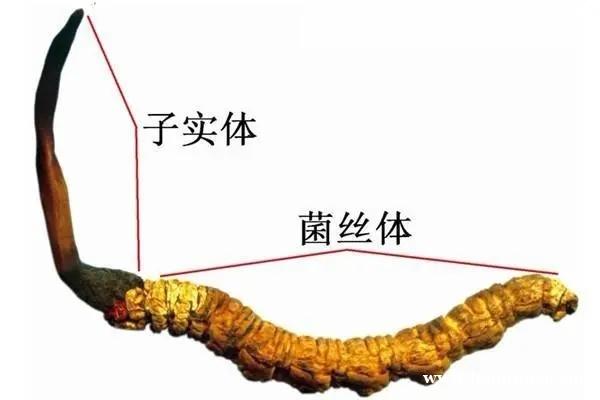 广州市社区回收礼品冬虫夏草1条1克1两1市斤1公斤价格 广州市社区回收礼品冬虫夏草1条1克1两1市斤1公斤价格