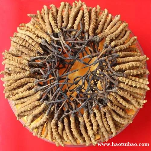 济南市社区回收礼品冬虫夏草1条1克1两1市斤1公斤价格 济南市社区回收礼品冬虫夏草1条1克1两1市斤1公斤价格