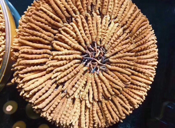 莆田市区回收礼品冬虫夏草1条1克1两1市斤1公斤价格