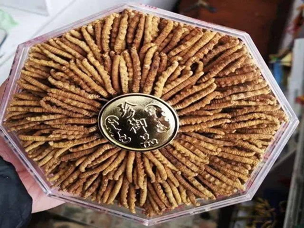 宜昌市区回收礼品冬虫夏草1条1克1两1市斤1公斤价格