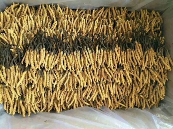 西安市社区回收礼品冬虫夏草1条1克1两1市斤1公斤价格