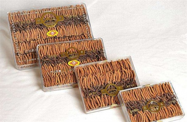 长沙市社区回收礼品冬虫夏草1条1克1两1市斤1公斤价格