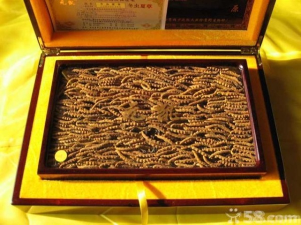 上海市社区回收礼品冬虫夏草1条1克1两1市斤1公斤价格