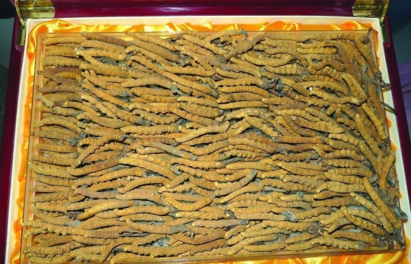 北京市社区回收礼品冬虫夏草1条1克1两1市斤1公斤价格