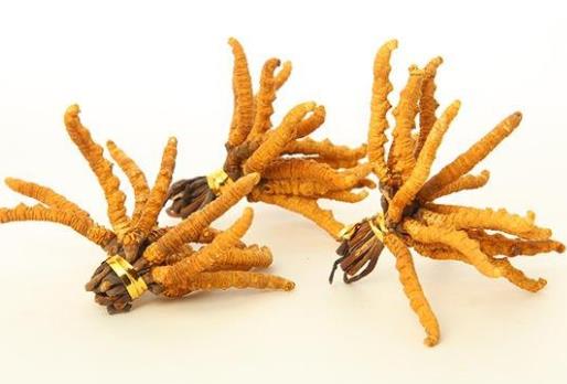 兰州市社区回收礼品冬虫夏草1条1克1两1市斤1公斤价格