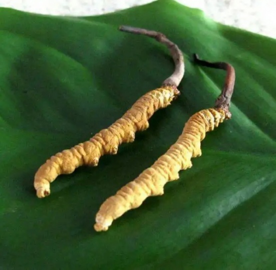 太原市社区回收礼品冬虫夏草1条1克1两1市斤1公斤价格