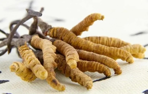 天津市社区回收礼品冬虫夏草1条1克1两1市斤1公斤价格