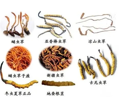 南京市社区回收礼品冬虫夏草1条1克1两1市斤1公斤价格