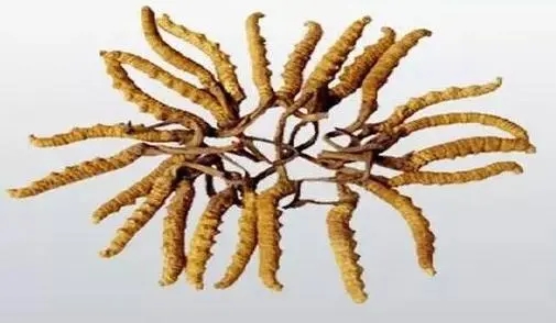 福州市社区回收礼品冬虫夏草1条1克1两1市斤1公斤价格