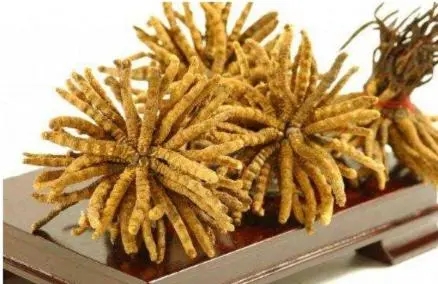 昆明市社区回收礼品冬虫夏草1条1克1两1市斤1公斤价格