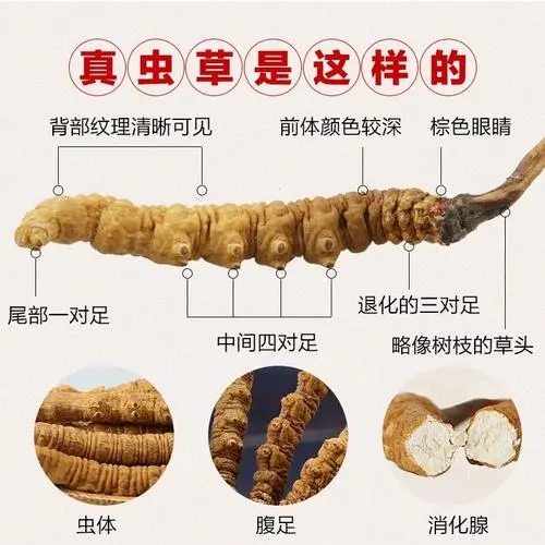 杭州市社区回收礼品冬虫夏草1条1克1两1市斤1公斤价格