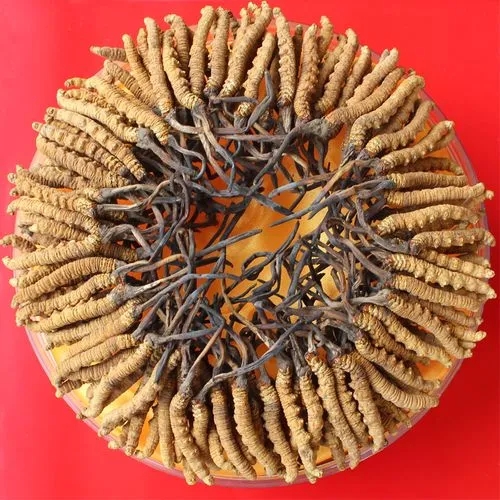 济南市社区回收礼品冬虫夏草1条1克1两1市斤1公斤价格