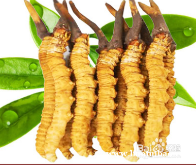 东营市收购2000条1公斤冬虫夏草1条均重0.47至0.5克 东营市收购2000条1公斤冬虫夏草1条均重0.47至0.5克