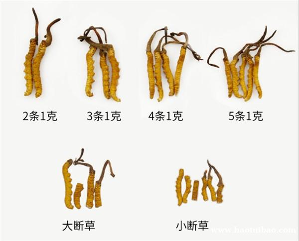 西安市回收冬虫夏草3000条-2000条1公斤10万元-16万元 西安市回收冬虫夏草3000条-2000条1公斤10万元-16万元