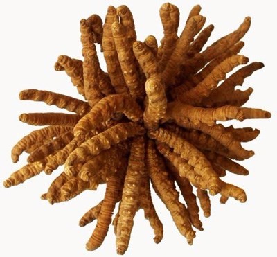 沈阳市收购冬虫夏草-礼品同仁堂品牌燕窝-晓芹-棒棰岛海参