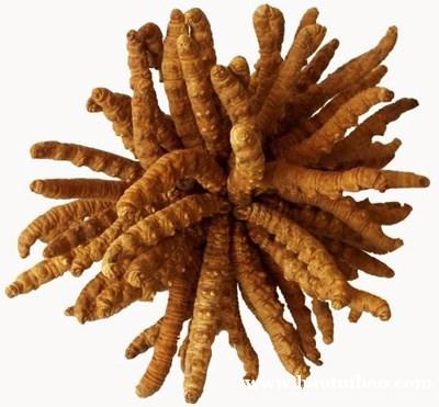 天津市回收冬虫夏草/品牌/盒包/散装/过期/发黑/长毛/折断草价格 天津市回收冬虫夏草/品牌/盒包/散装/过期/发黑/长毛/折断草价格