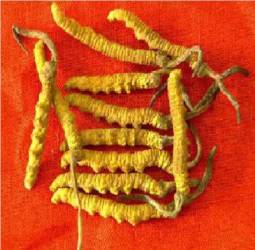 沈阳市回收冬虫夏草13699122221多少钱2头3头4头1克