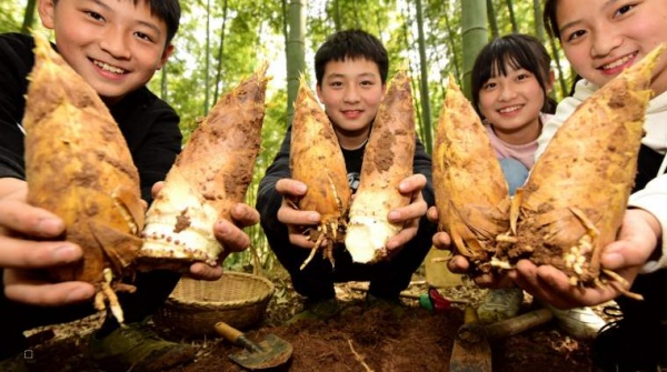 踏春招募中！苏州三六六社会实践：皖南溶洞，体验挖笋野趣