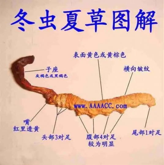 咸阳市回收冬虫夏草价格13699122221中上级产品69元至158元